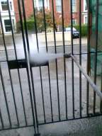 castlepark gate -  20460.jpg